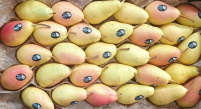 Foto Pere Ercoline Varietà Ercoline Calibro 50+ Origine Spagna Marchio Jumilla        2