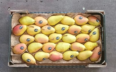 Foto Pere Ercoline Varietà Ercoline Calibro 50+ Origine Spagna Marchio Jumilla        3
