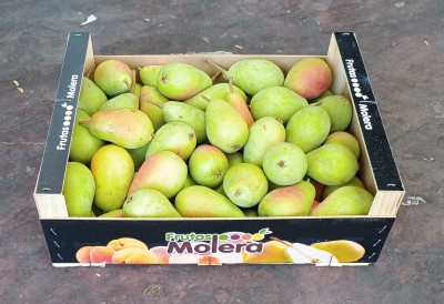 Foto Ercoline Calibro 55+ Origine Spagna Marchio Molera        1