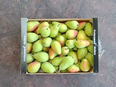 Foto Ercoline Calibro 55+ Origine Spagna Marchio Molera        3