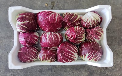 Foto Radicchio Tondo Origine Italia Marchio Battaglio    3