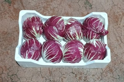 Foto Radicchio Tondo Origine Italia Marchio Al Fruit 1