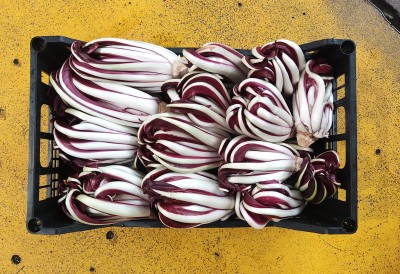 Foto Radicchio Tardivo Origine Italia Marchio Bragioto        3