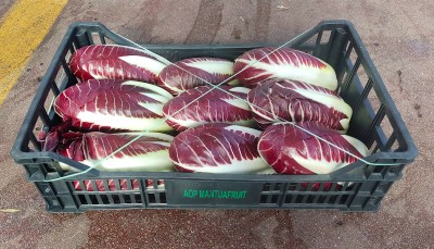 Foto Radicchio Lungo Origine Italia Marchio Bragioto Vito	    1