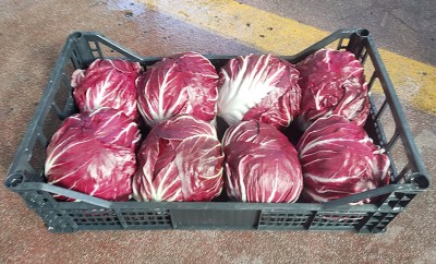 Foto Radicchio Tondo Origine Italia Marchio Bragioto Vito 1