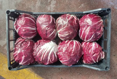 Foto Radicchio Tondo Origine Italia Marchio Bragioto Vito 2