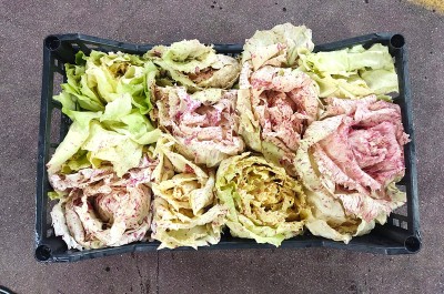 Foto Radicchio Variegato Origine Italia Marchio Bragioto 3
