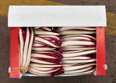 Foto Radicchio Tardivo Origine Italia Marchio Scattolin 3
