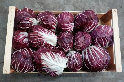 Foto Radicchio Tondo Origine Italia marchio Cambise       3