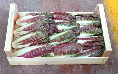 Foto Radicchio Lungo Origine Italia Marchio Pallotta 1