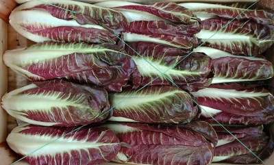 Foto Radicchio Lungo Origine Italia Marchio Pallotta 2