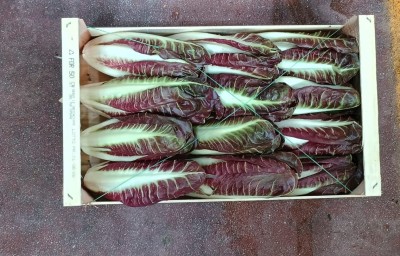 Foto Radicchio Lungo Origine Italia Marchio Pallotta 3
