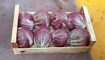 Foto Radicchio Tondo Origine Italia Marchio Pallotta Giuseppe           1