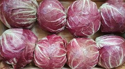 Foto Radicchio Tondo Origine Italia Marchio Pallotta Giuseppe           2