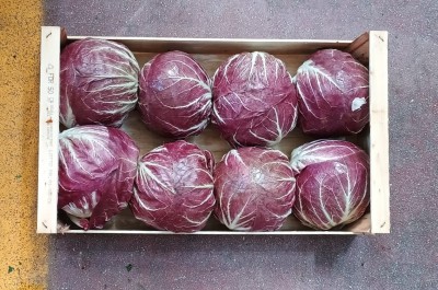 Foto Radicchio Tondo Origine Italia Marchio Pallotta Giuseppe           3