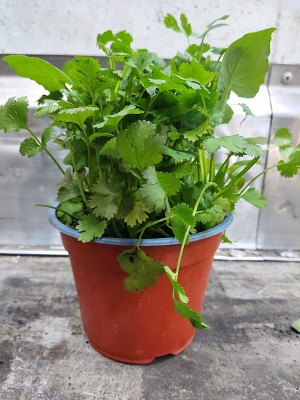 Foto Piantina di Coriandolo Origine Italia Marchio Agriroma            1