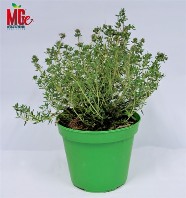 Foto Cassa da 6 Piante di Origano Origine Italia 1