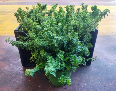 Foto Cassa da 6 Piante di Origano  Ordinabili anche Singolarmente Origine Italia  1