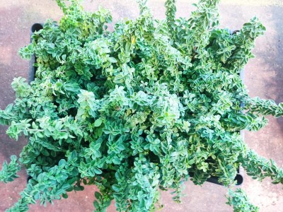 Foto Cassa da 6 Piante di Origano  Ordinabili anche Singolarmente Origine Italia  2