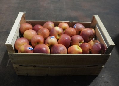 Foto Royal Gala Calibro 65+ Origine Italia Marchio Luciano Fruit 1