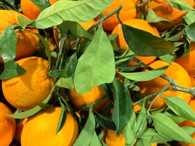 Foto Arance Affogliate Varietà  Navel Calibro 3 Origine Italia MArchio Triolo 2