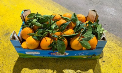 Foto Arance Varietà Navel Calibro 4 Origine Italia Marchio Triolo 1