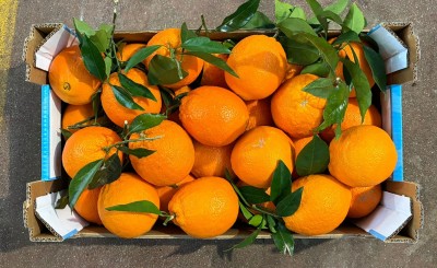 Foto Arance Affogliate Calibro 3 Origine Italia Marchio Triolo 3