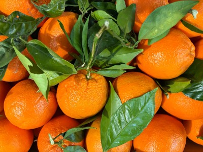 Foto Arance Affogliate Calibro 4 Origine Italia Marchio Triolo         2