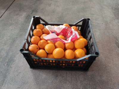 Foto Arance Varietà Valencia Lavoranzione In Plastica  Calibro 56 Origine Egitto Marchio Agriroma    1