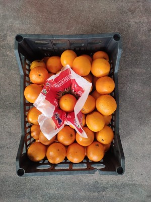 Foto Arance Varietà Valencia Lavoranzione In Plastica  Calibro 56 Origine Egitto Marchio Agriroma    3