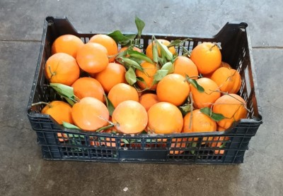 Foto Arance Affogliate Origine Spagna Marchio Medena Import Export  1