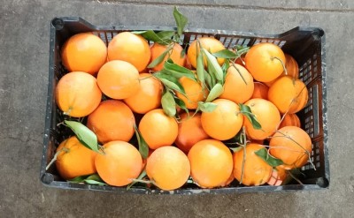 Foto Arance Affogliate Origine Spagna Marchio Medena Import Export  3
