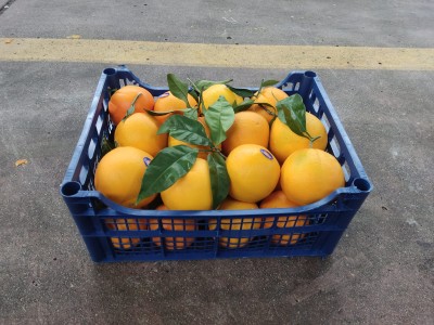 Foto Arance Navel Affogliato Calibro 2 Origine Italia Marchio Acri  1