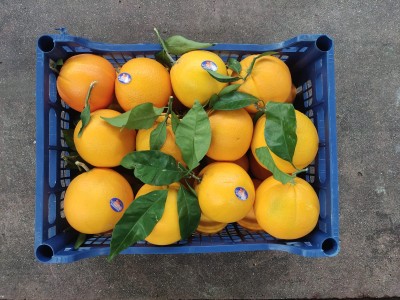 Foto Arance Navel Affogliato Calibro 2 Origine Italia Marchio Acri  3