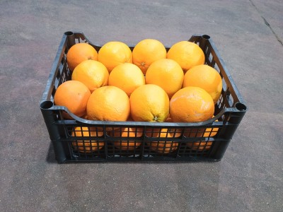 Foto Arance Defogliate Varietà Navel Calibro 4 Origine Italia Marchio Hilias  1