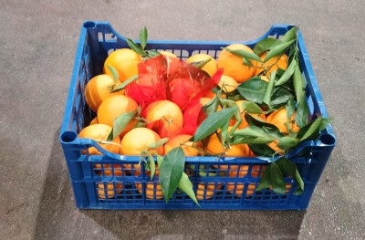 Foto Arance Navel Calibro 8 Origine Italia Marchio Acri e Sas                 1