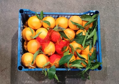 Foto Arance Navel Calibro 8 Origine Italia Marchio Acri e Sas                 3