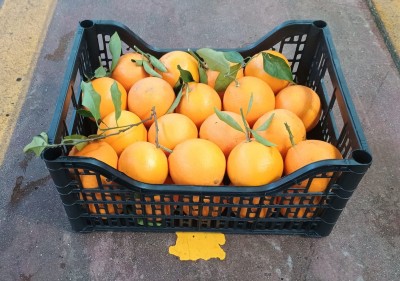 Foto Arance Affogliate Varietà Lane Late Calibro 4/6 Origine Italia Marchio Hilias 1