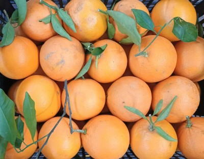 Foto Arance Affogliate Varietà Lane Late Calibro 4/6 Origine Italia Marchio Hilias 2