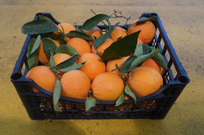 Foto Arance Varietà Washington Calibro 4/6 Origine Italia Marchio Hilias 1