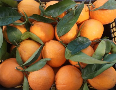 Foto Arance Varietà Washington Calibro 4/6 Origine Italia Marchio Hilias 2