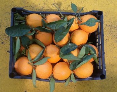 Foto Arance Varietà Washington Calibro 4/6 Origine Italia Marchio Hilias 3