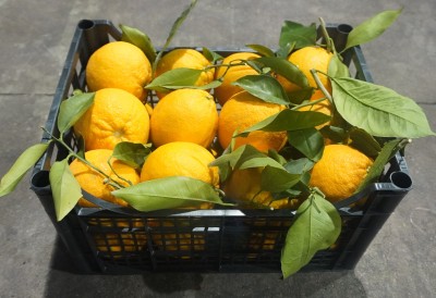 Foto Arance Varietà Lane Late Calibro 4/6 Marchio Hilias 1