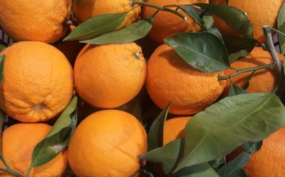 Foto Arance Varietà Lane Late Calibro 4/6 Marchio Hilias 2