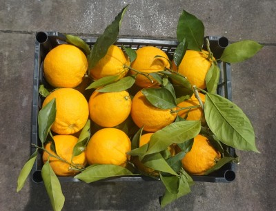 Foto Arance Varietà Lane Late Calibro 4/6 Marchio Hilias 3