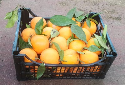 Foto Arance Affogliate Varietà Lane Late Calibro 6/8 Origine Italia Marchio Hilias           1