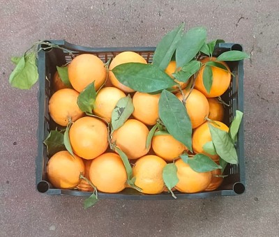 Foto Arance Affogliate Varietà Lane Late Calibro 6/8 Origine Italia Marchio Hilias           3