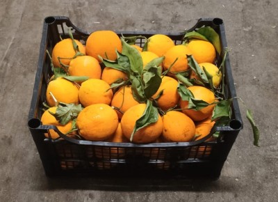 Foto Arance Affogliate Varietà Navel cal 8/10 Origine Italia Marchio Acri  1