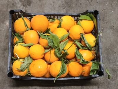 Foto Arance Affogliate Varietà Navel cal 8/10 Origine Italia Marchio Acri  3