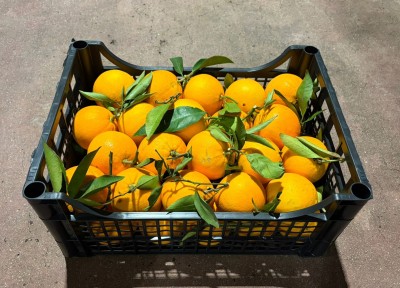 Foto Arance Lane Late Calibro 8/10 Origine Italia Marchio Hilias 1